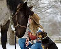 blue-roan-percheron-gelding