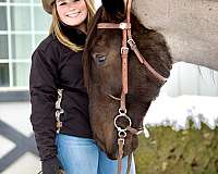 ridden-western-percheron-horse