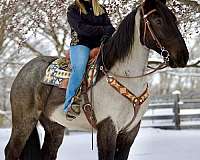 blue-roan-all-around-horse