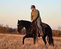 calf-roping-quarter-horse