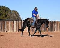 ranch-versatility-quarter-horse