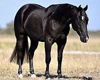 reining-quarter-horse