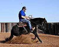 western-riding-quarter-horse