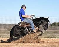 working-cow-quarter-horse