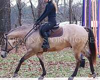 athletic-quarter-horse