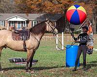 dressage-quarter-horse