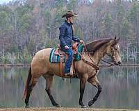 ranch-versatility-quarter-horse