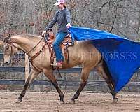 ranch-work-quarter-horse