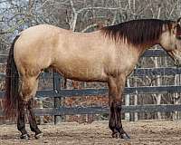 ridden-western-quarter-horse