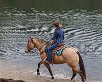 ridden-english-quarter-horse