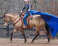 team-penning-quarter-horse