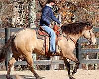 working-cattle-quarter-horse