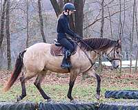 trail-riding-quarter-horse