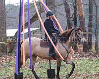 buckskin-quarter-horse-gelding