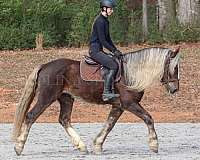 chocolate-percheron-horse