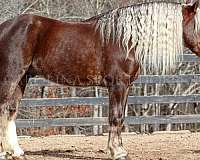 all-around-percheron-horse