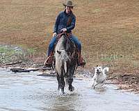 athletic-percheron-horse