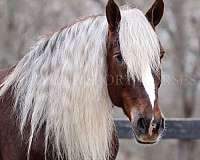 dressage-percheron-horse