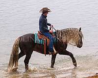 cross-percheron-horse