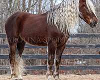 flashy-percheron-horse