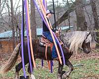 jumping-percheron-horse