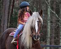 kid-safe-percheron-horse