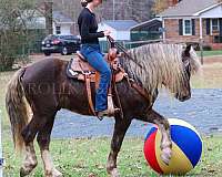 parade-percheron-horse