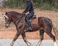 performance-percheron-horse