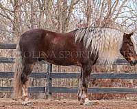 lesson-percheron-horse