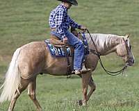 ranch-versatility-quarter-horse