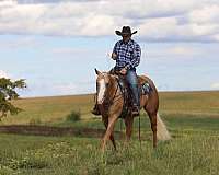 ranch-work-quarter-horse