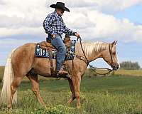 roping-quarter-horse