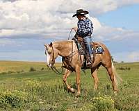 trail-riding-quarter-horse