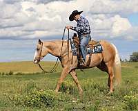 western-riding-quarter-horse