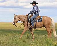 palomino-quarter-horse-gelding