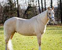 beginner-quarter-horse