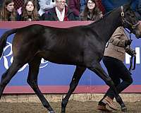 hanoverian-thoroughbred-colt