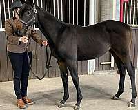 hanoverian-thoroughbred-mare