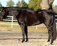 athletic-quarter-horse