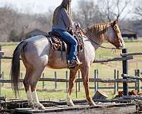 athletic-draft-horse