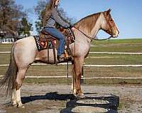 draft-horse