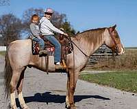 husband-safe-draft-horse