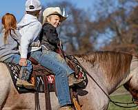 kid-safe-draft-horse