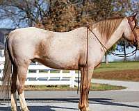 parade-draft-horse