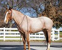 performance-draft-horse