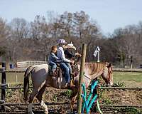 ranch-work-draft-horse