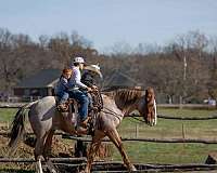 show-draft-horse