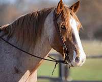 trail-riding-draft-horse