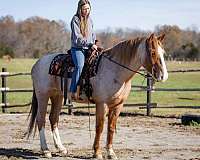 red-roan-draft-gelding