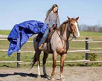 western-riding-draft-horse